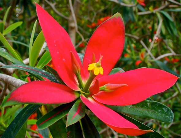 Jamaican Poinsettia, also known as Euphorbia punicea