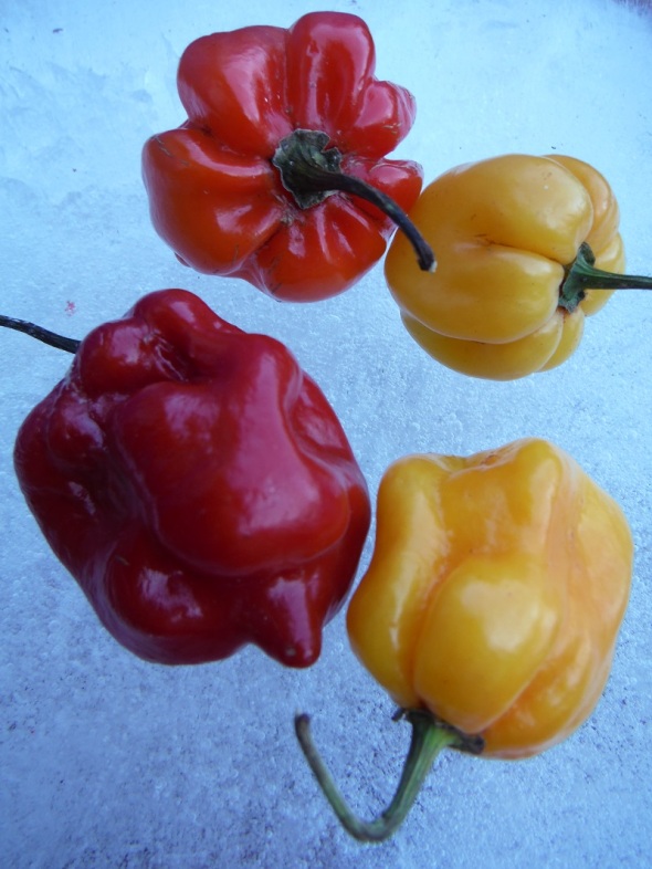 Scotch Bonnet Peppers on Ice_B_February 2016